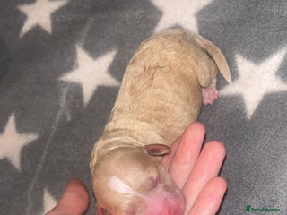 Cockapoo dogs - Advert 1