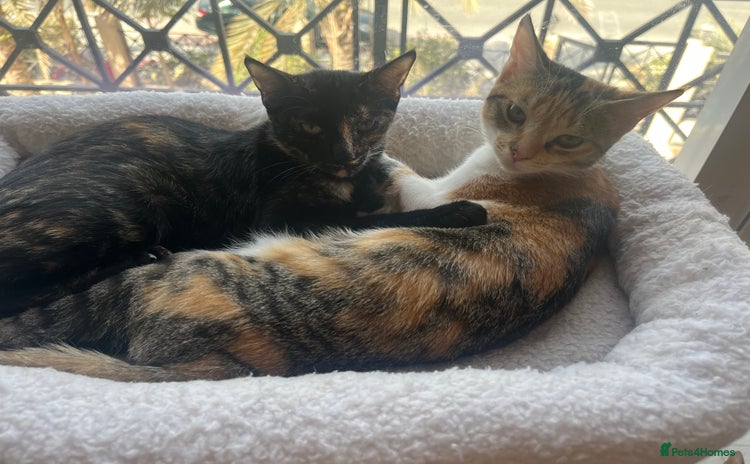 Mixed Breed cats - Advert 4
