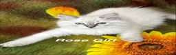 Siberian cats for sale: ❤️6 Beautiful Neva Masquerade x Ragdoll Kittens ❤️ - Advert 34