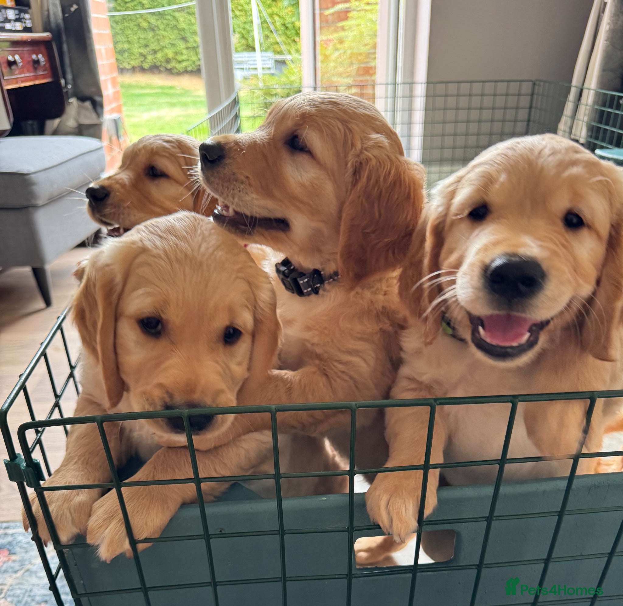Golden Retriever dogs KC Reg Golden Retriever pups-ready to go next week - Advert 2
