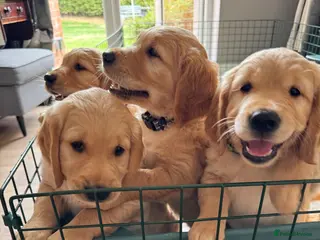 Golden Retriever dogs KC Reg Golden Retriever pups-ready to go next week - Advert 2