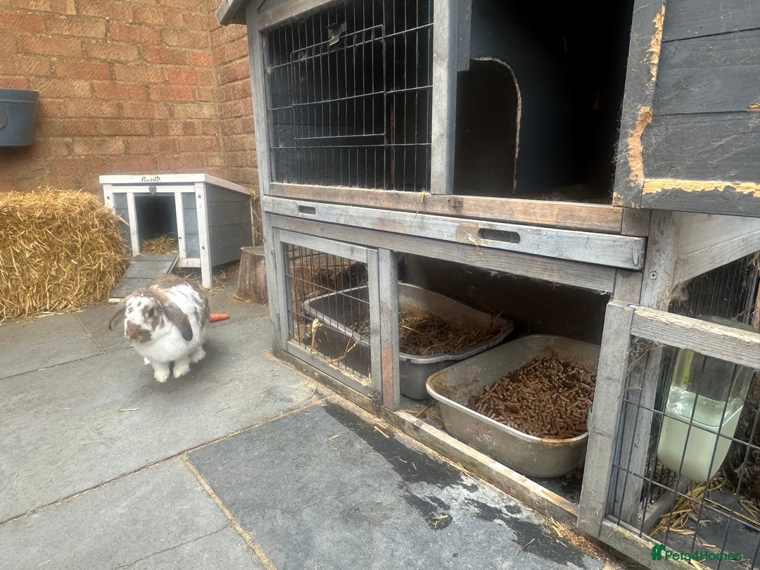 English Lop rabbits for sale: Pair of bonded male and female lops  - Image 5