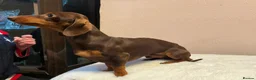 Miniature Dachshund dogs for stud: KC Miniature Dachshund Chocolate & tan  - Advert 1