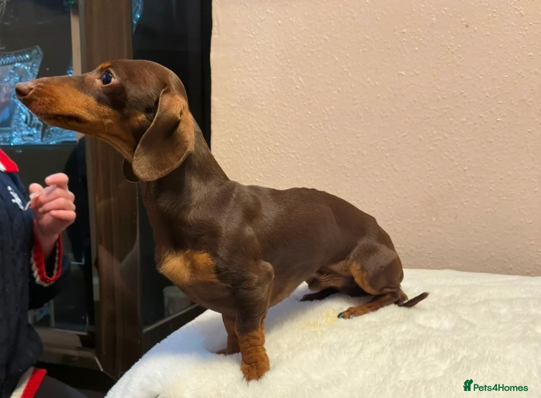 Miniature Dachshund dogs for stud: KC Miniature Dachshund Chocolate & tan  - Advert 1