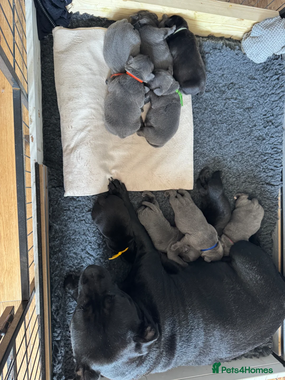 Staffordshire Bull Terrier dogs for sale: 10 kc registered staffy puppies - ready 7th of may - Advert 29