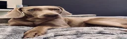Weimaraner dogs for sale: 🐾 Beautiful Weimaraner puppies 🐾 - Advert 4