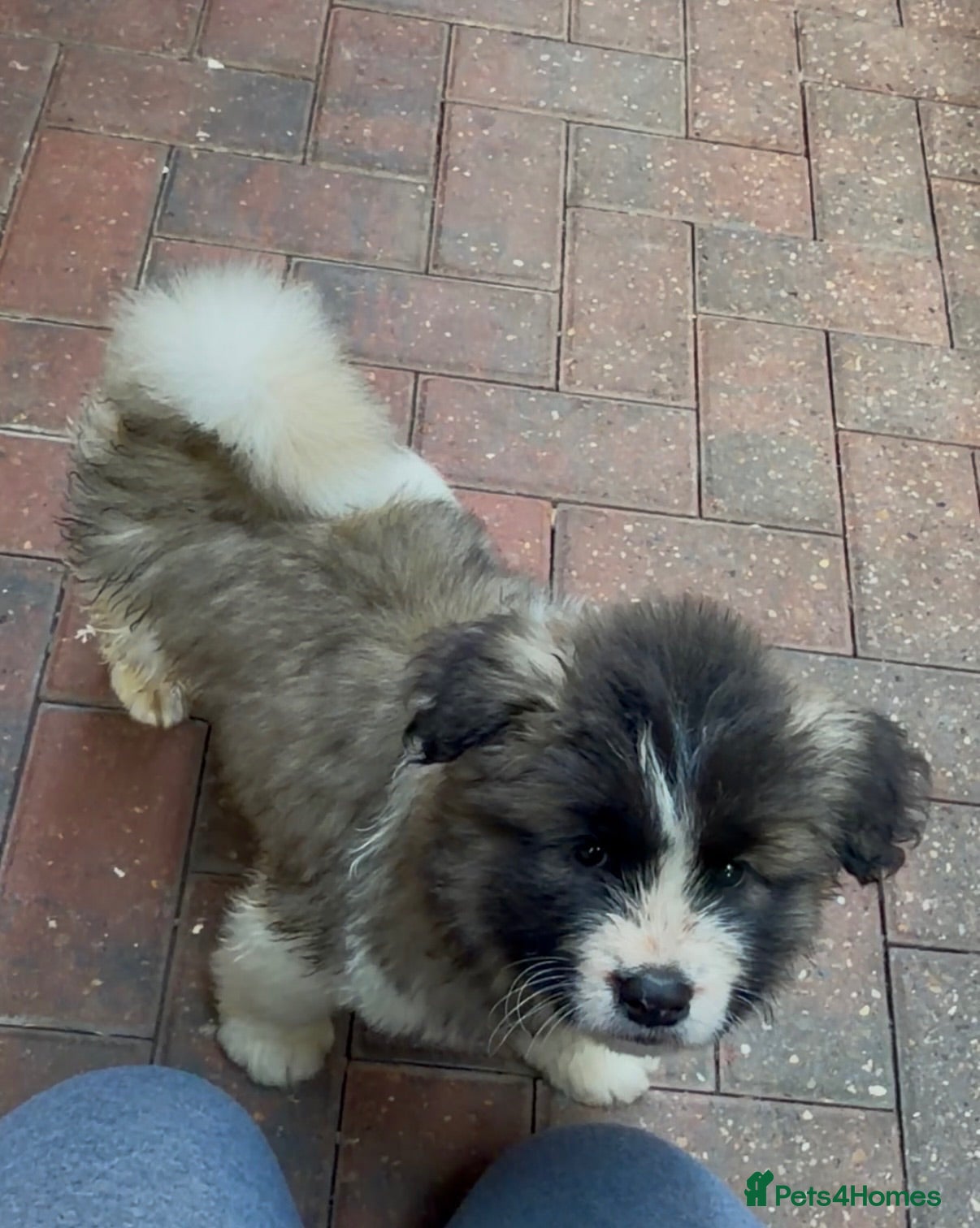 Akita dogs Beautiful Akita Puppies Looking for Forever Homes - Advert 3
