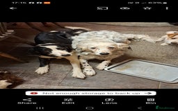 Mixed Breed dogs for sale: Mixed breed rainbow of colours  - Image 13