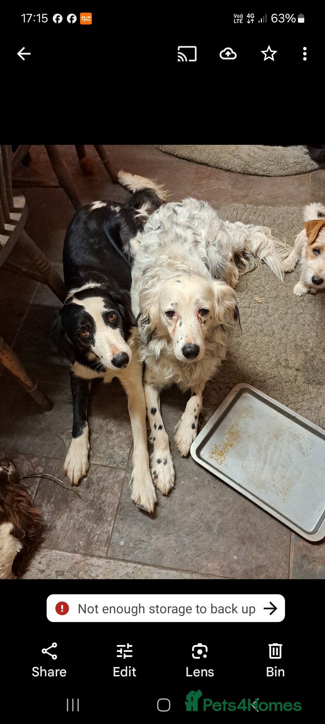 Mixed Breed dogs for sale: Mixed breed rainbow of colours  - Image 13
