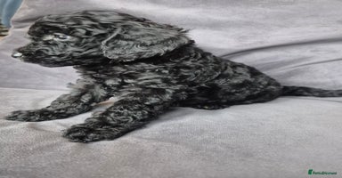 Cockapoo dogs - Advert 6