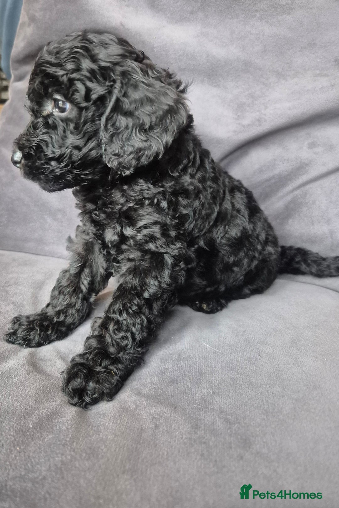 Cockapoo dogs for sale: F1b Cockapoo - ready this weekend - Image 9