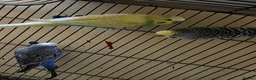 Budgerigars birds for sale: Silly hand tamed baby budgies for sale  - Advert 8
