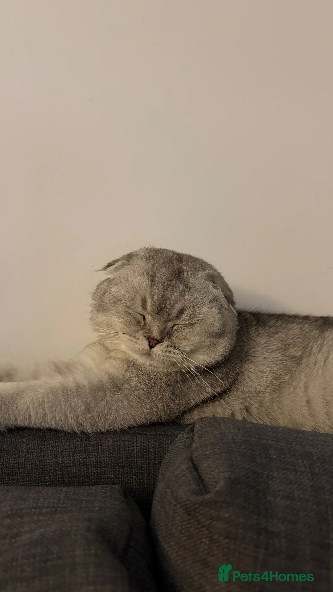 Scottish Fold cats for sale: Beautiful Scottish Fold Male Cat for Sale in Oldbury - Advert 7