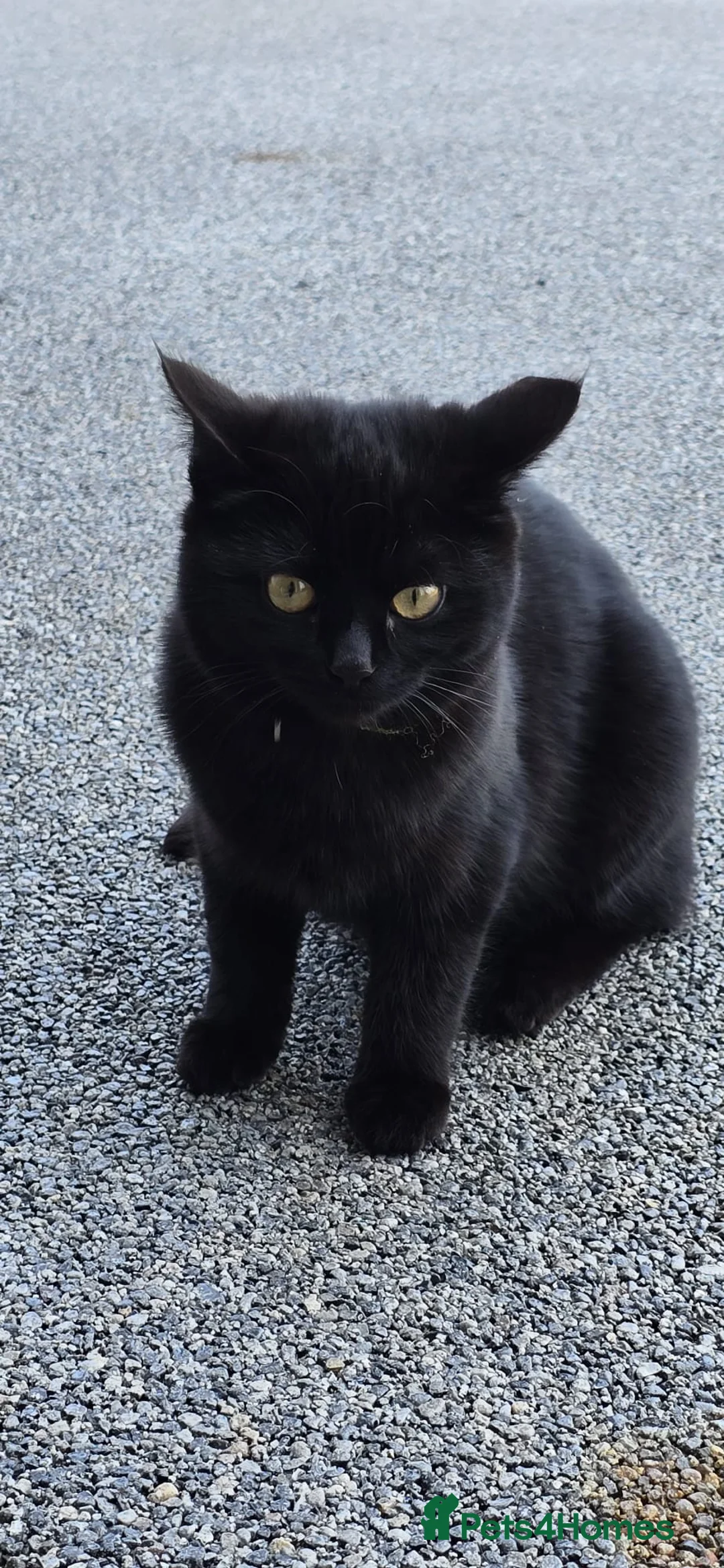 Mixed Breed cats for sale: Black adolescent Kitten in Hereford - Advert 3