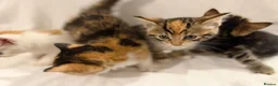 Mixed Breed cats for sale: Bengal Mix Kittens - Advert 20