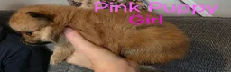 Pomeranian dogs for sale: 3 Beautiful pomeranian puppies for sale - Advert 24