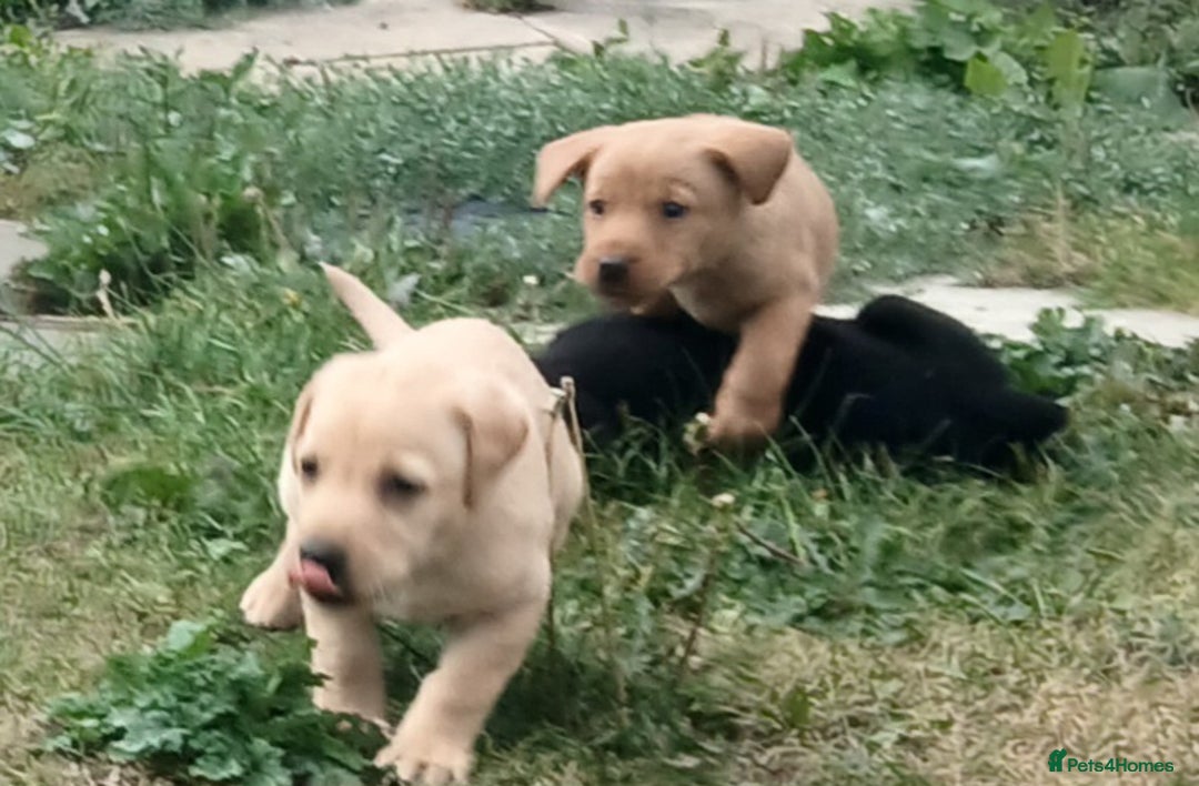 Labrador Retriever dogs for sale: Stunning labrador pups  - Image 3