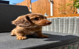 Miniature Dachshund dogs for sale: Dachshund puppies - Image 23