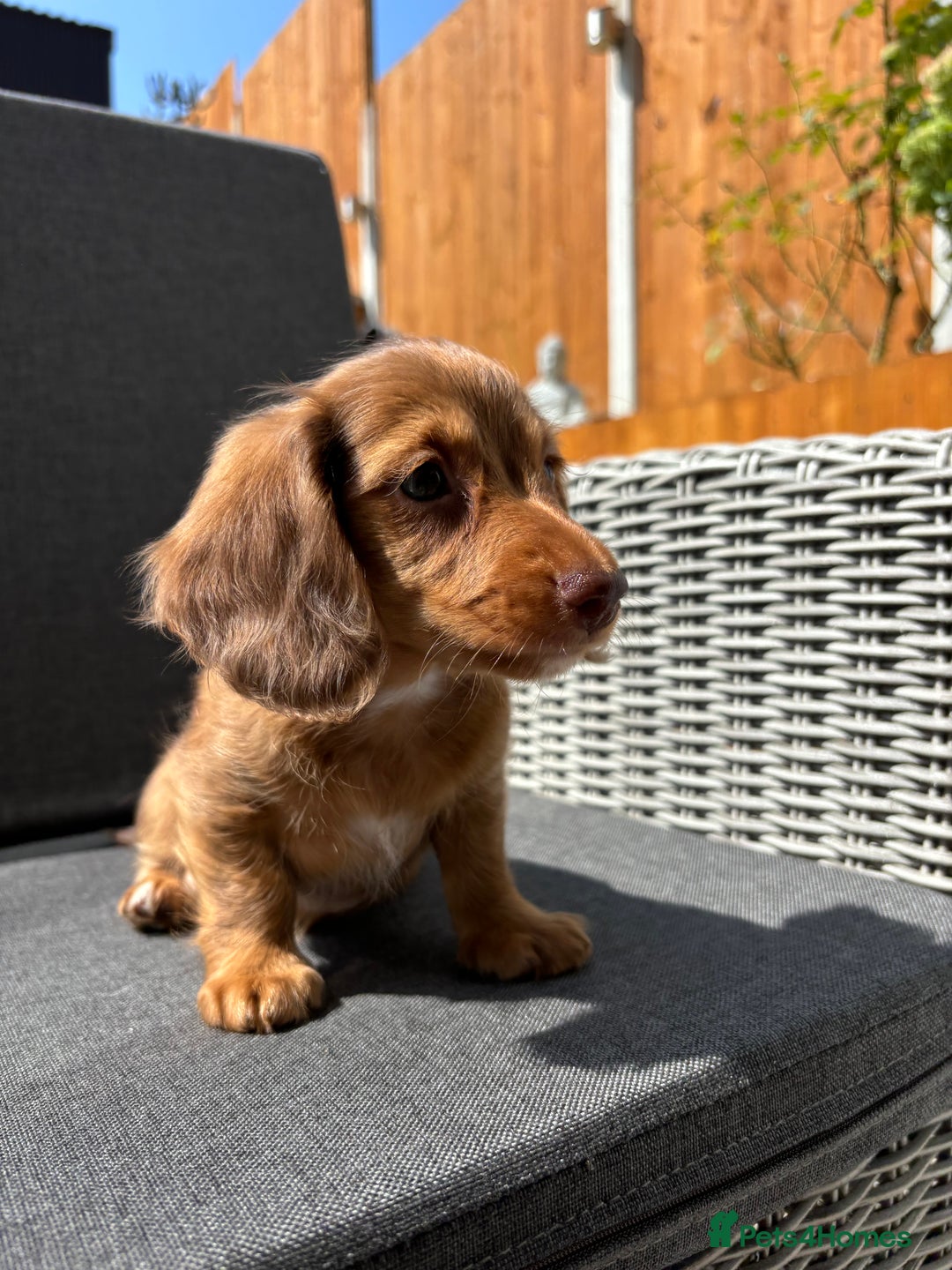 Miniature Dachshund dogs for sale: Dachshund puppies - Image 23