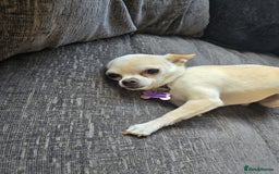 Chihuahua dogs for sale: FEMALE CHIHUAHUA APPROX 4 YEARS OLD - RESERVED - Image 2
