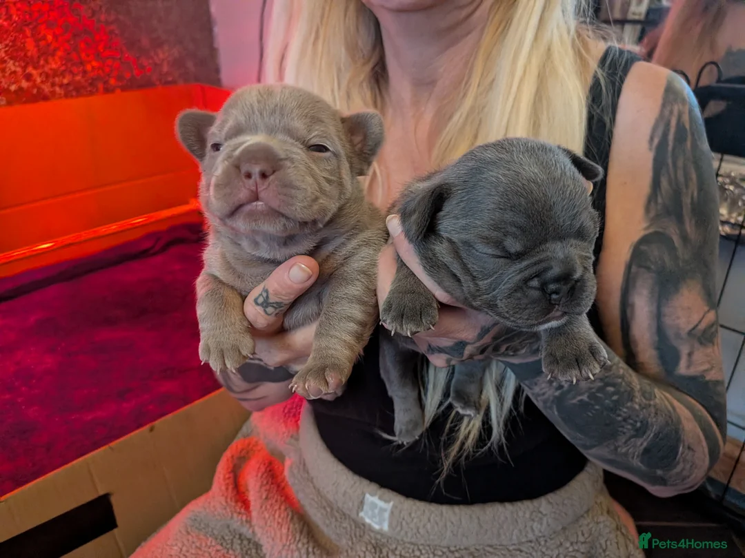 French Bulldog dogs for sale: Frenchbull dog puppy’s  in Tayport - Advert 3