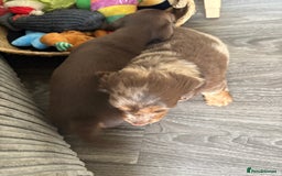 Dachshund dogs for sale: Long haired  - Image 2
