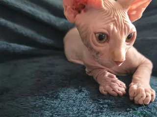 Sphynx cats Last 2 Beautiful Sphynx Boys Available 💙💚 - Advert 4