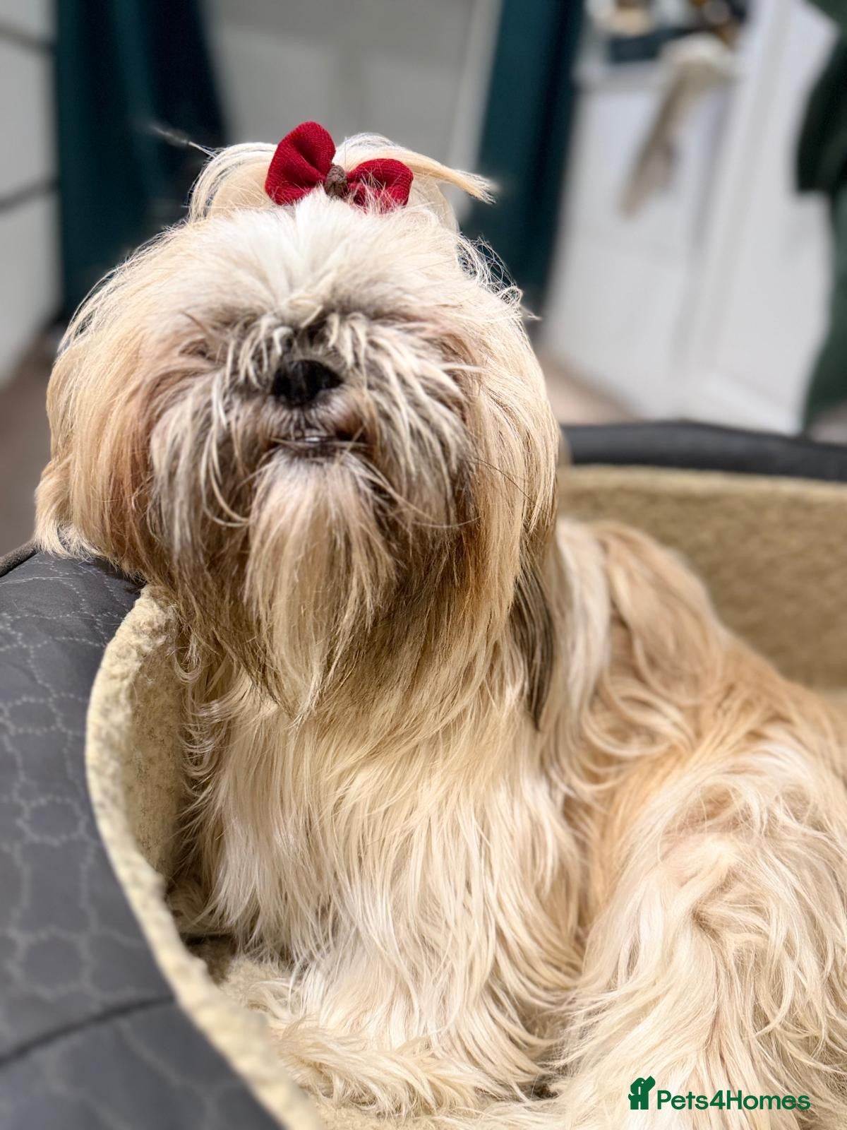 Shih Tzu dogs Stunning Shih Tzu Puppies – Ready for Loving Homes - Advert 1