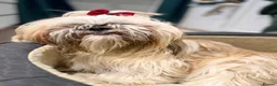 Shih Tzu dogs for sale: Stunning Shih Tzu Puppies – Ready for Loving Homes - Advert 1