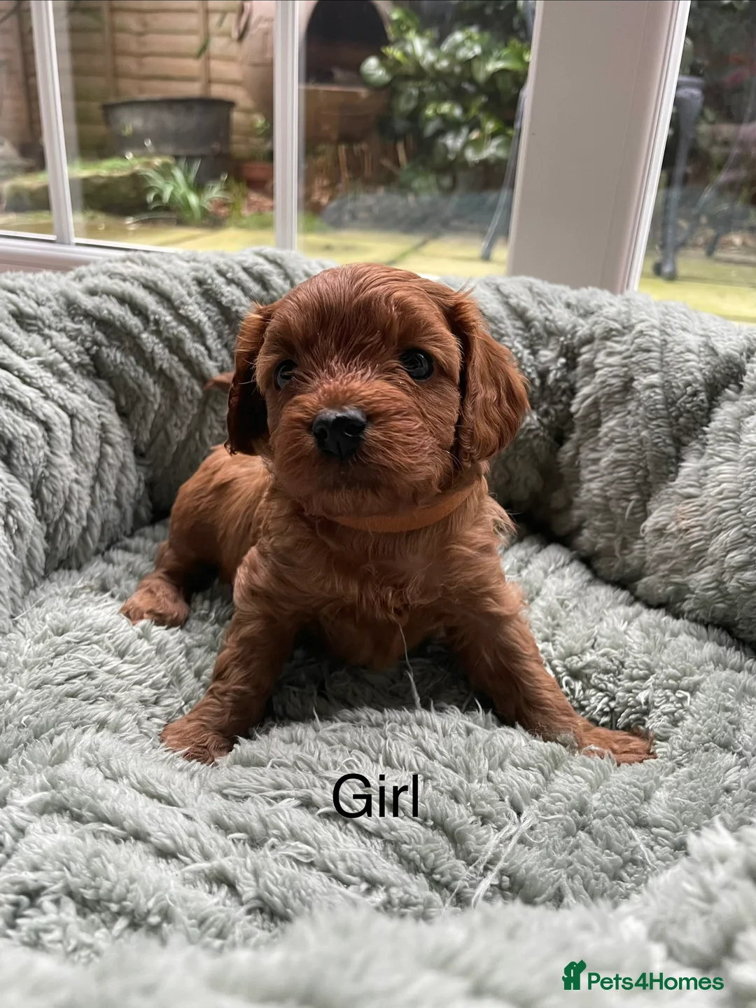 Cavapoo dogs for sale: F1 Toy Cavapoo puppies  - Advert 20