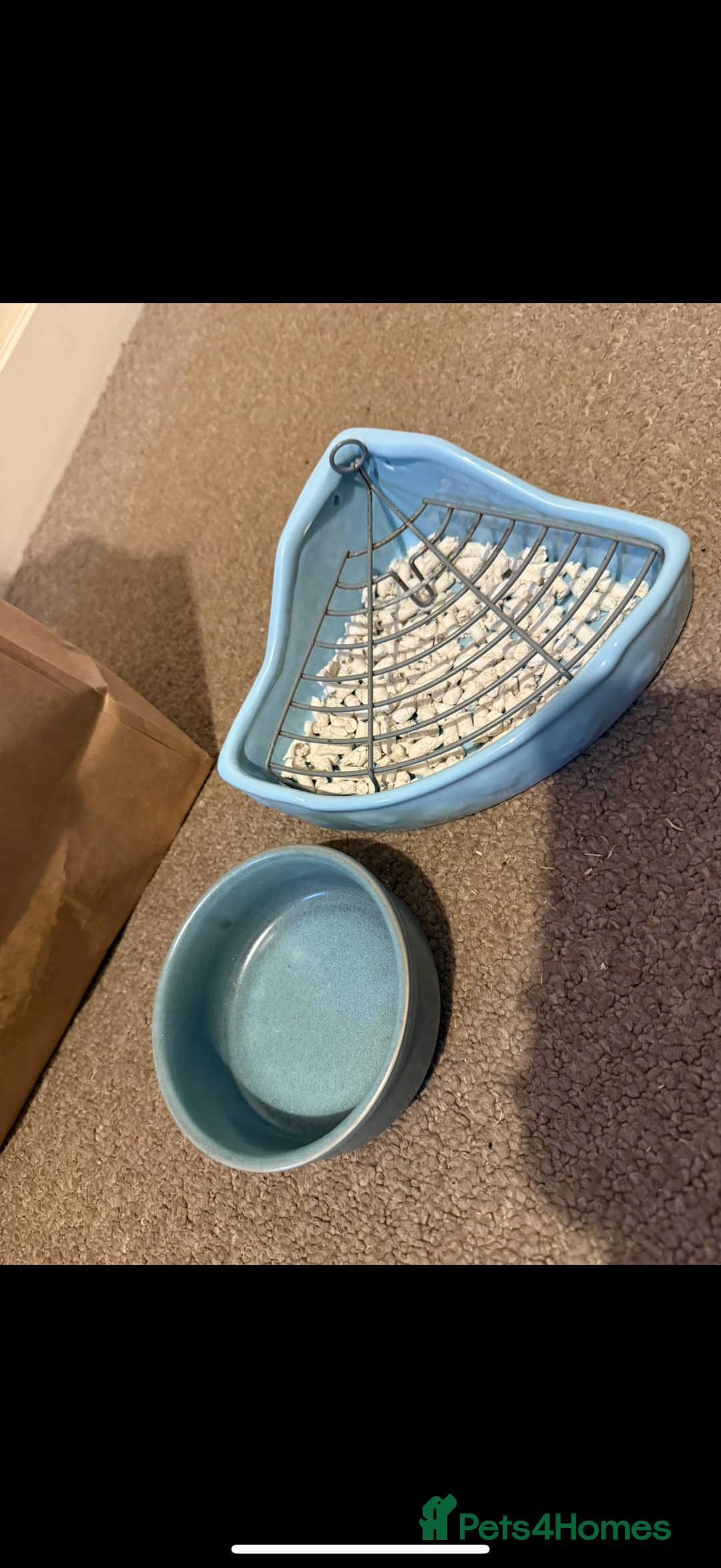 Chinchilla rodents for sale: Beige Chinchilla Boy - Advert 5