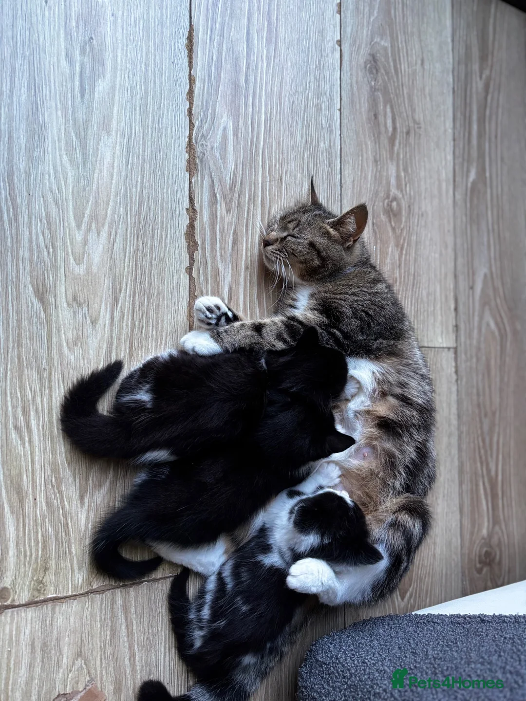 Mixed Breed cats for sale: Mustache kitten and fluffy friends  - Advert 2
