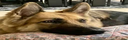 German Shepherd dogs for sale: KC-registered, long-coated, German Shepherd pups - Advert 6