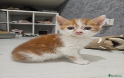 Mixed Breed birds for sale: Adorable kittens looking for forever home  - Image 3