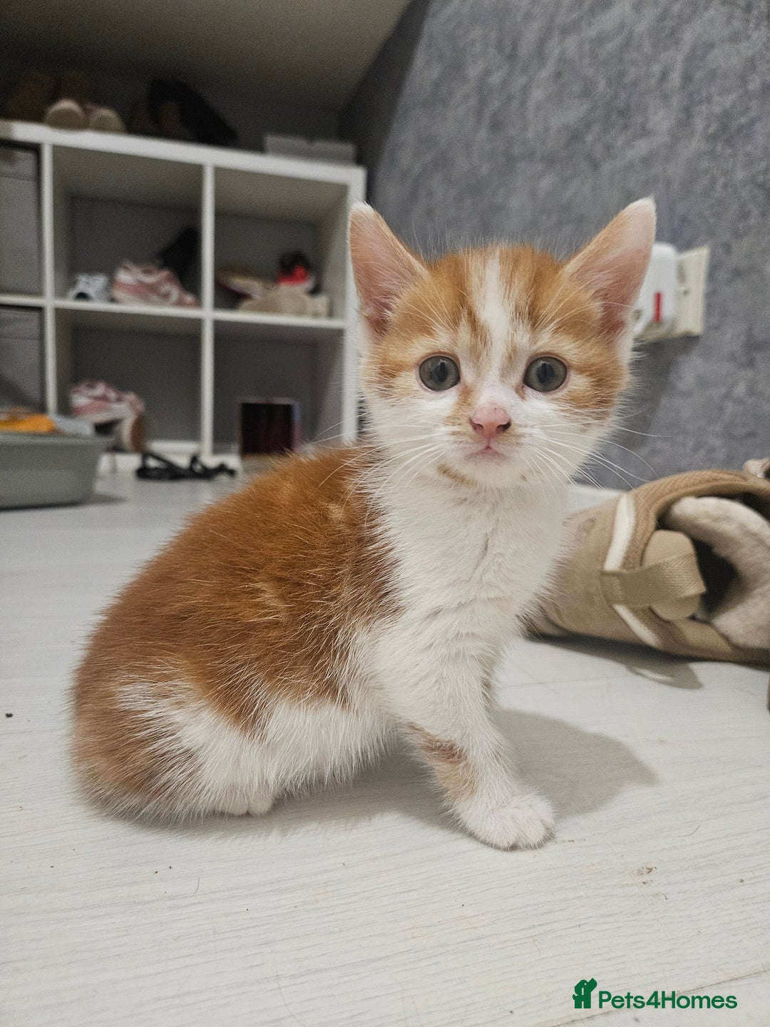 Mixed Breed birds for sale: Adorable kittens looking for forever home  - Image 3