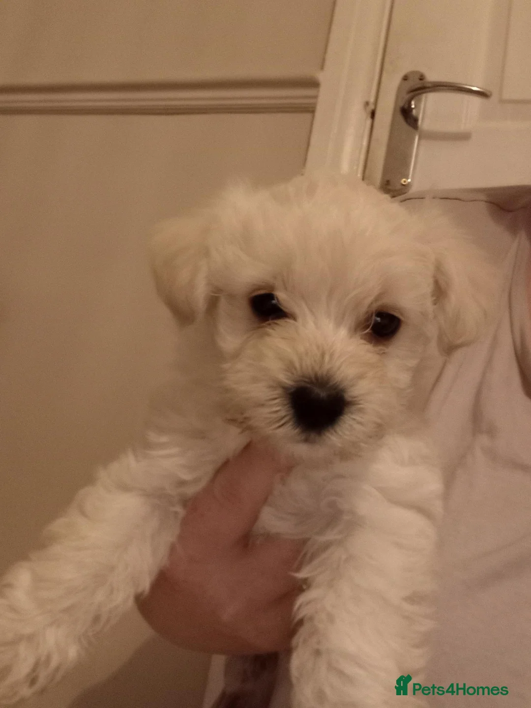 Westiepoo dogs for sale: Gorgeous Westiepoos - Advert 3