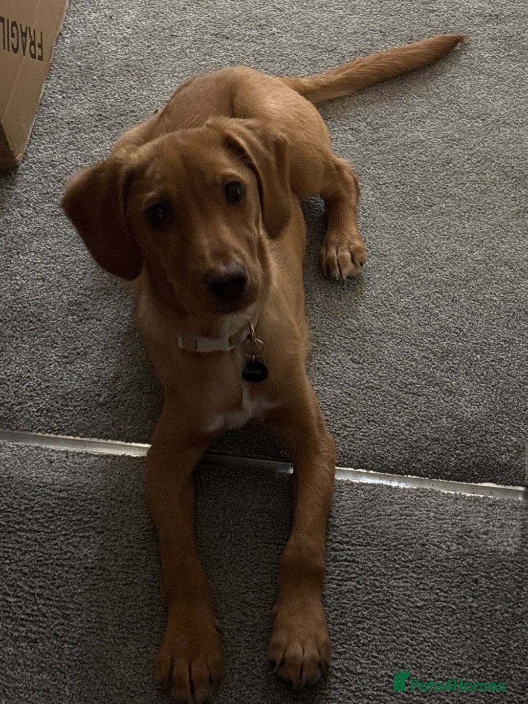 Cockerdor dogs for sale: Lab/Spaniel puppy - Advert 3