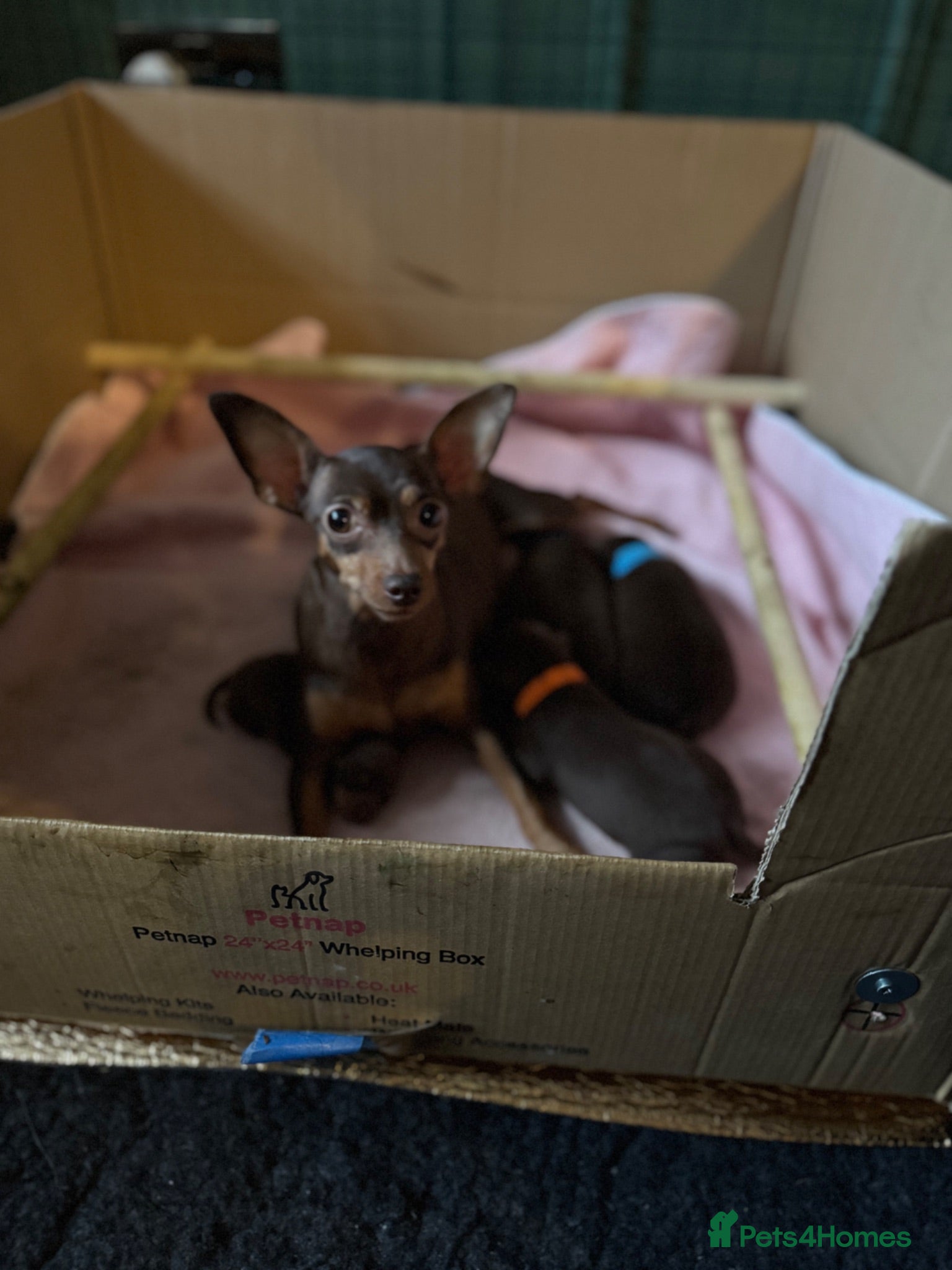 Miniature Pinscher dogs KC registered Miniature Pinscher chocolate and tan - Advert 1
