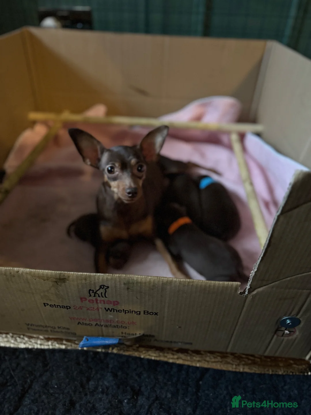 Miniature Pinscher dogs for sale: KC registered Miniature Pinscher chocolate and tan - Advert 1
