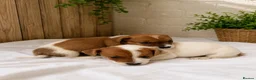 Jack Russell dogs for sale: Stunning litter of true Jack Russell’s  - Advert 3