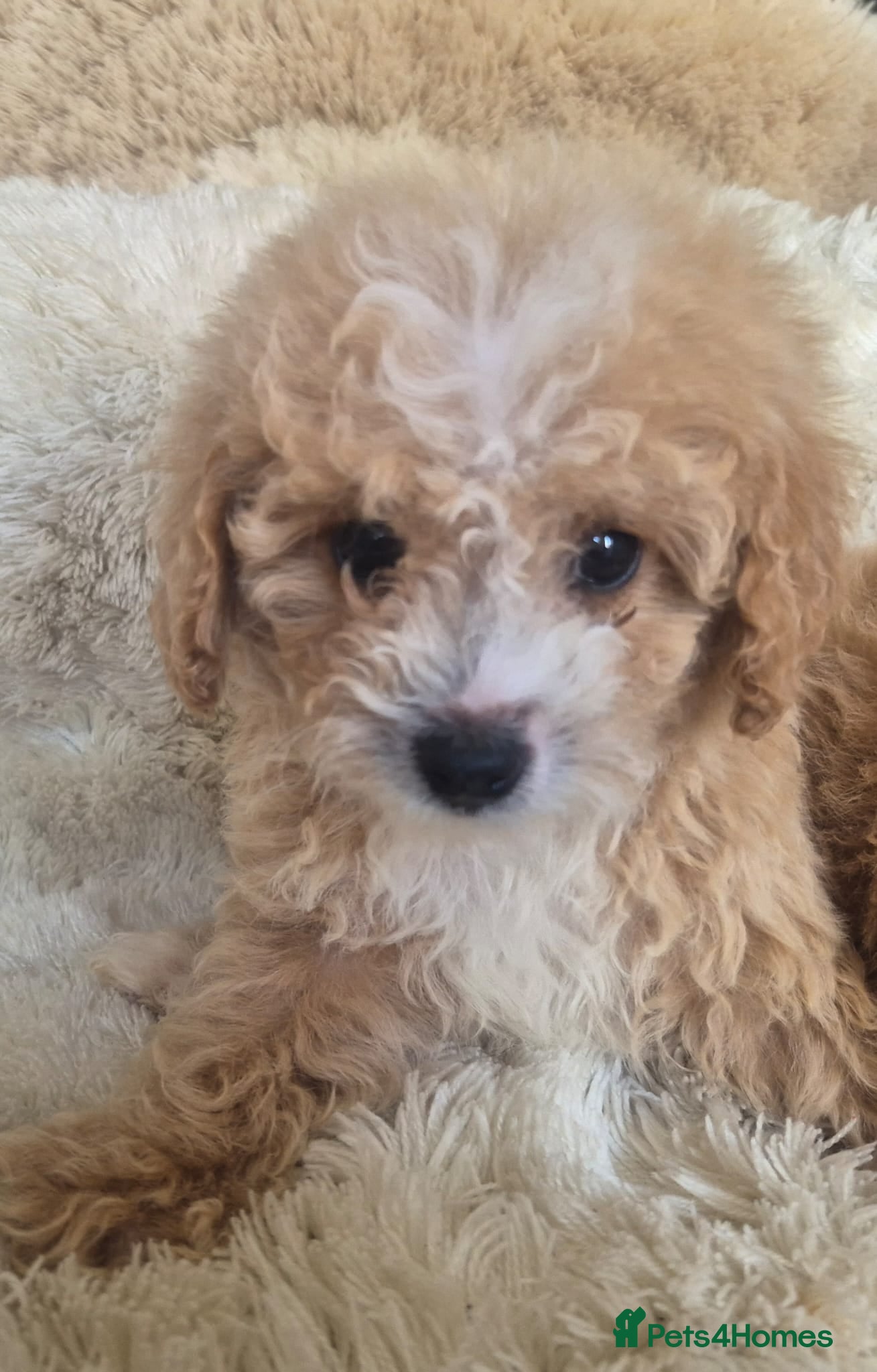 Cavapoo dogs Toy cavapoos heath checked 100 percent perfect - Advert 1