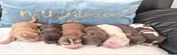 Cocker Spaniel dogs for sale: Rkc reg Show Cocker Puppies to view in March - Advert 8