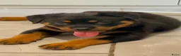 Rottweiler dogs for sale: Rottweiler pup - Advert 4