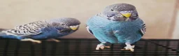 Budgerigars birds for sale: Rare Blackface Split Hago Budgies Available - Advert 2