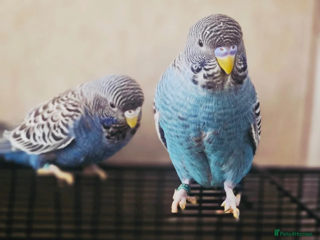 Budgerigars birds for sale: Rare Blackface Split Hago Budgies Available - Advert 2