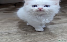 Ragdoll cats for sale: Ragdoll kittens - Advert 21