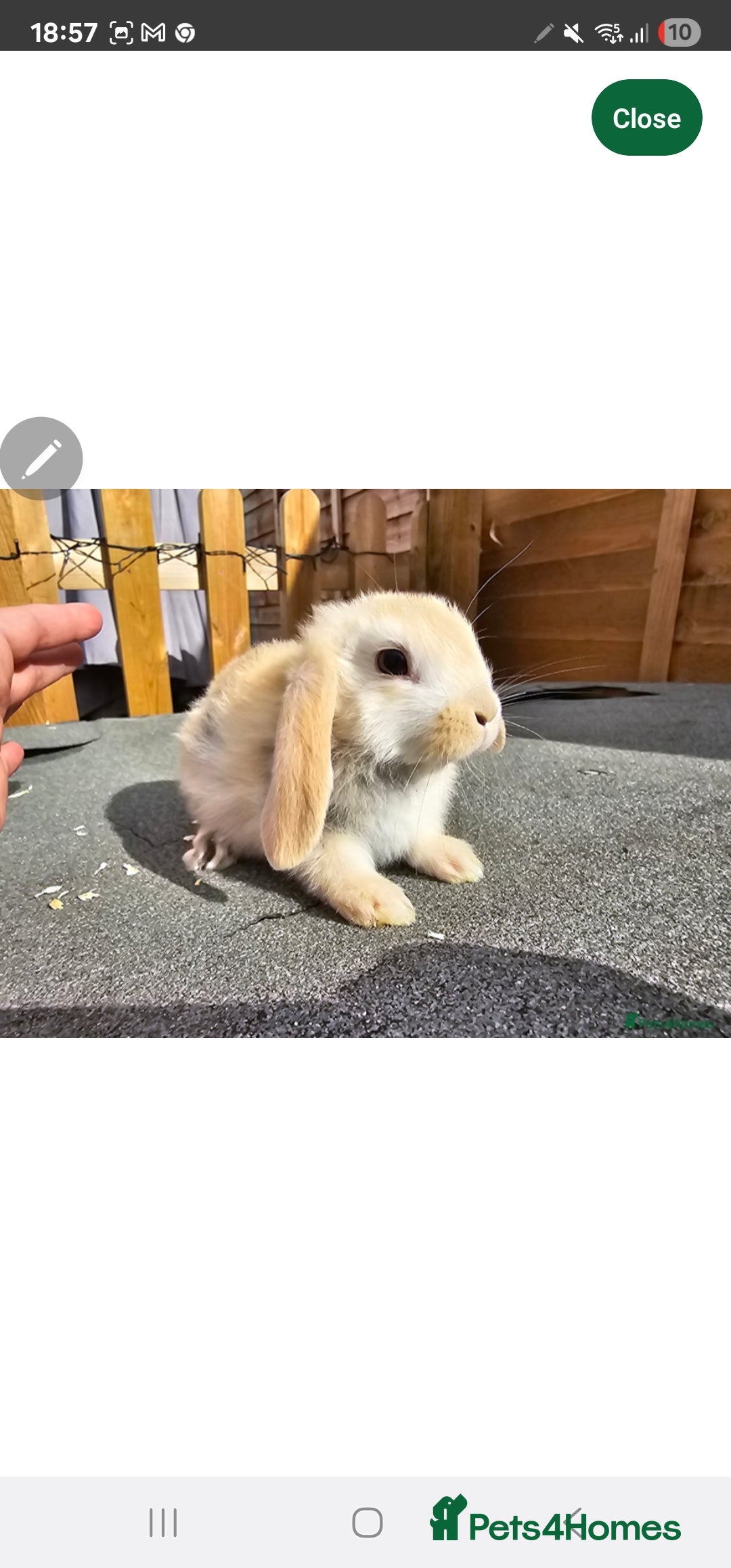 Mini Lop rabbits for sale: Mini lops  - Image 5