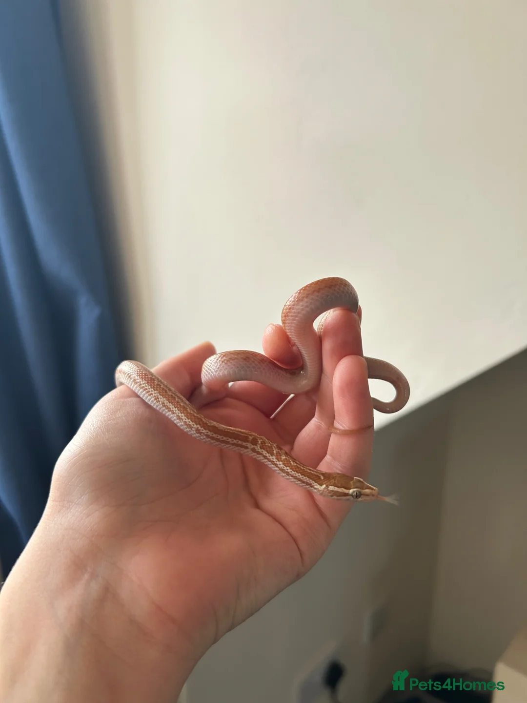Snake reptiles for sale: CB24 female T+ Albino African House Snake in Derby - Advert 3