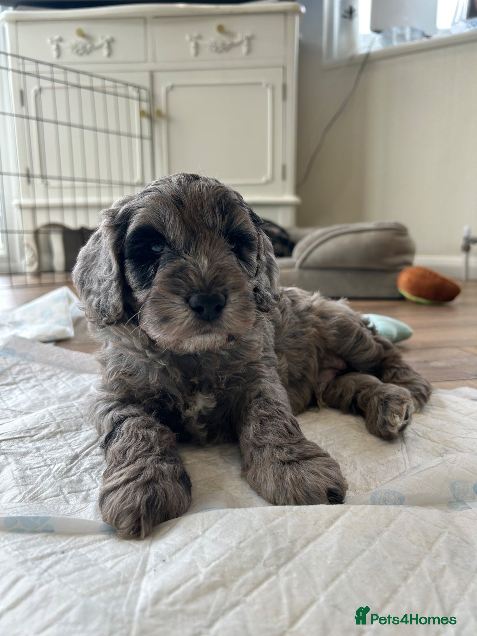 Cockapoo dogs Quality F1 cockapoos for sale - Advert 2