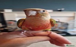 Conures birds for sale: Beautiful fully hand reared conure babys  - Image 5